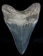 Megalodon Tooth - Great Tip & Serrations #18338-2